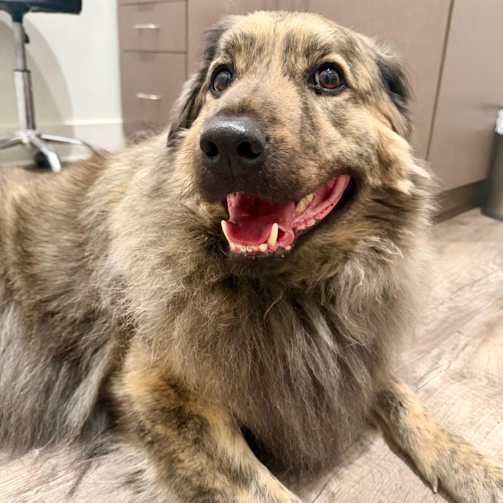Rambo, Adoptable, Senior Male Shepherd & Mixed Breed.