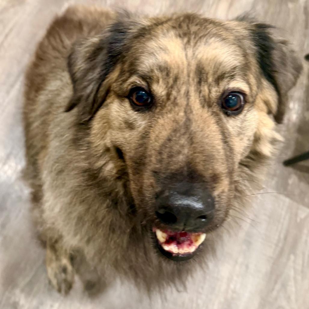 Enlarge Rambo, a Adoptable mixed breed in Jackson, MI image 2/4