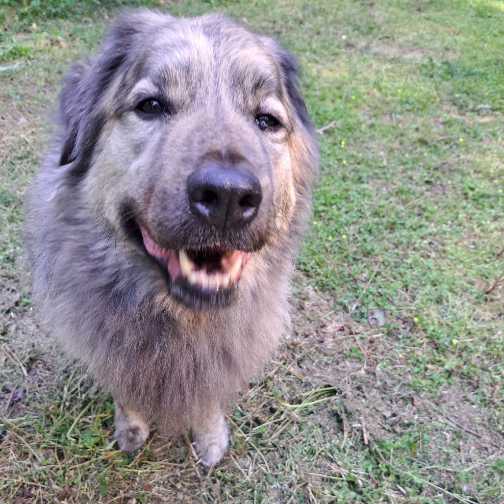 Enlarge Rambo, a Adoptable mixed breed in Hilton Head Island, SC image 2/6