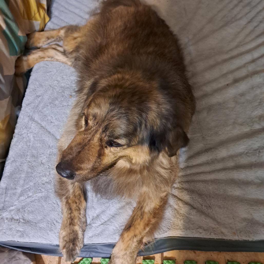Enlarge Rambo, a Adoptable mixed breed in Hilton Head Island, SC image 3/6