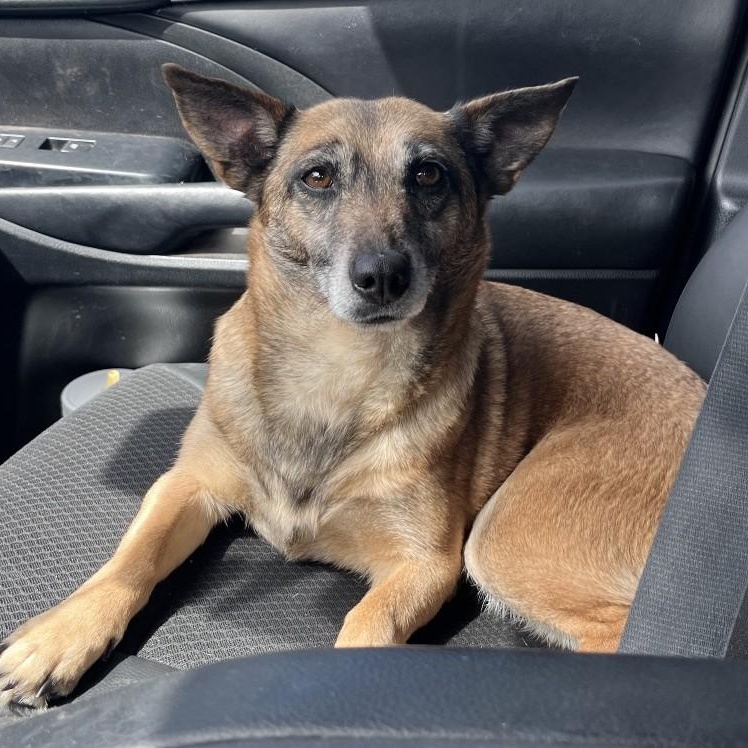 AMBER, adopted, Adult Female Dachshund & Miniature Pinscher.