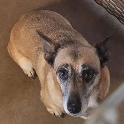 Enlarge AMBER, an adopted mixed breed in Marana, AZ image 2/2