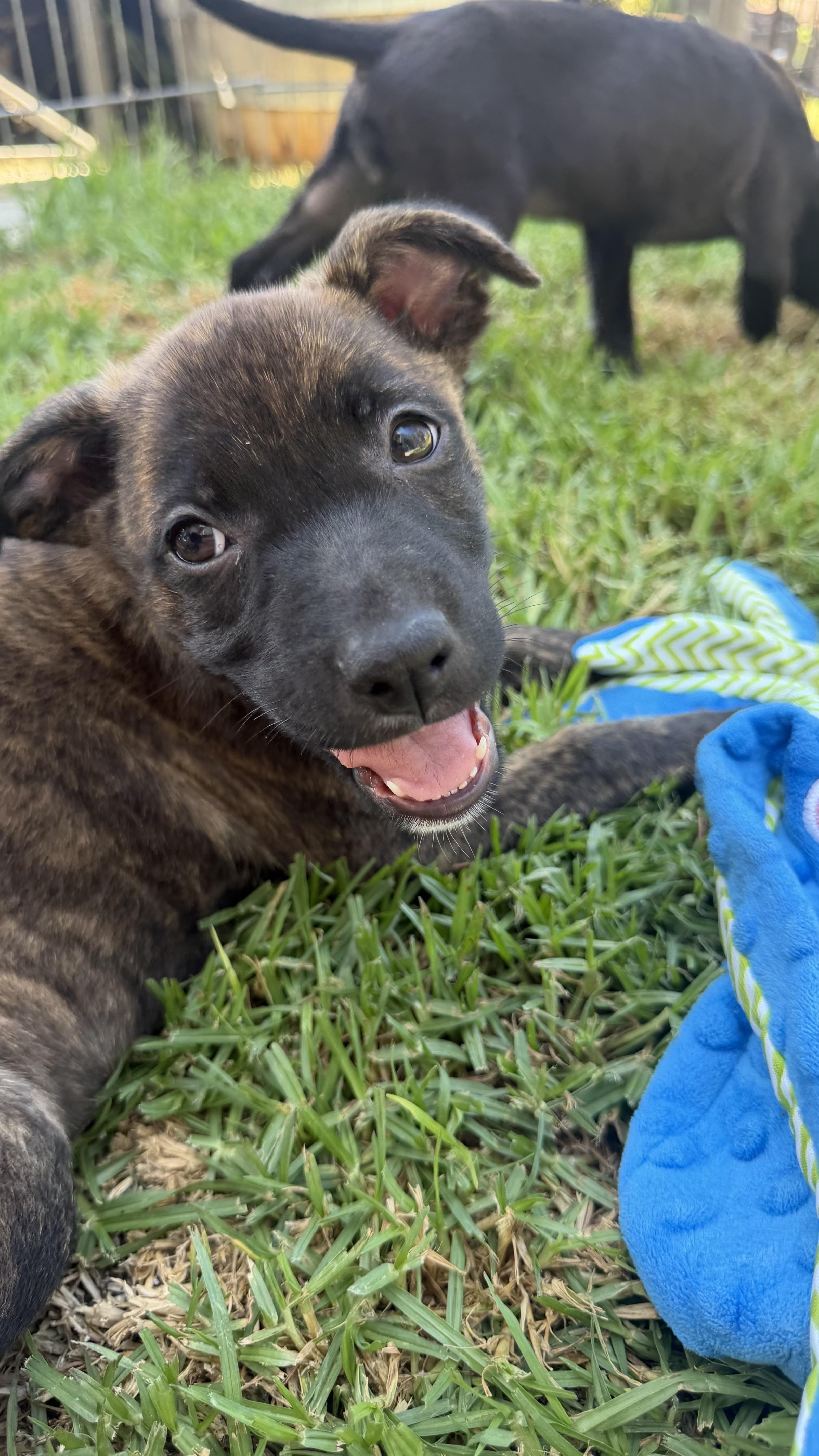 Enlarge Penelope, a ADOPTABLE mixed breed in San Diego, CA image 2/6
