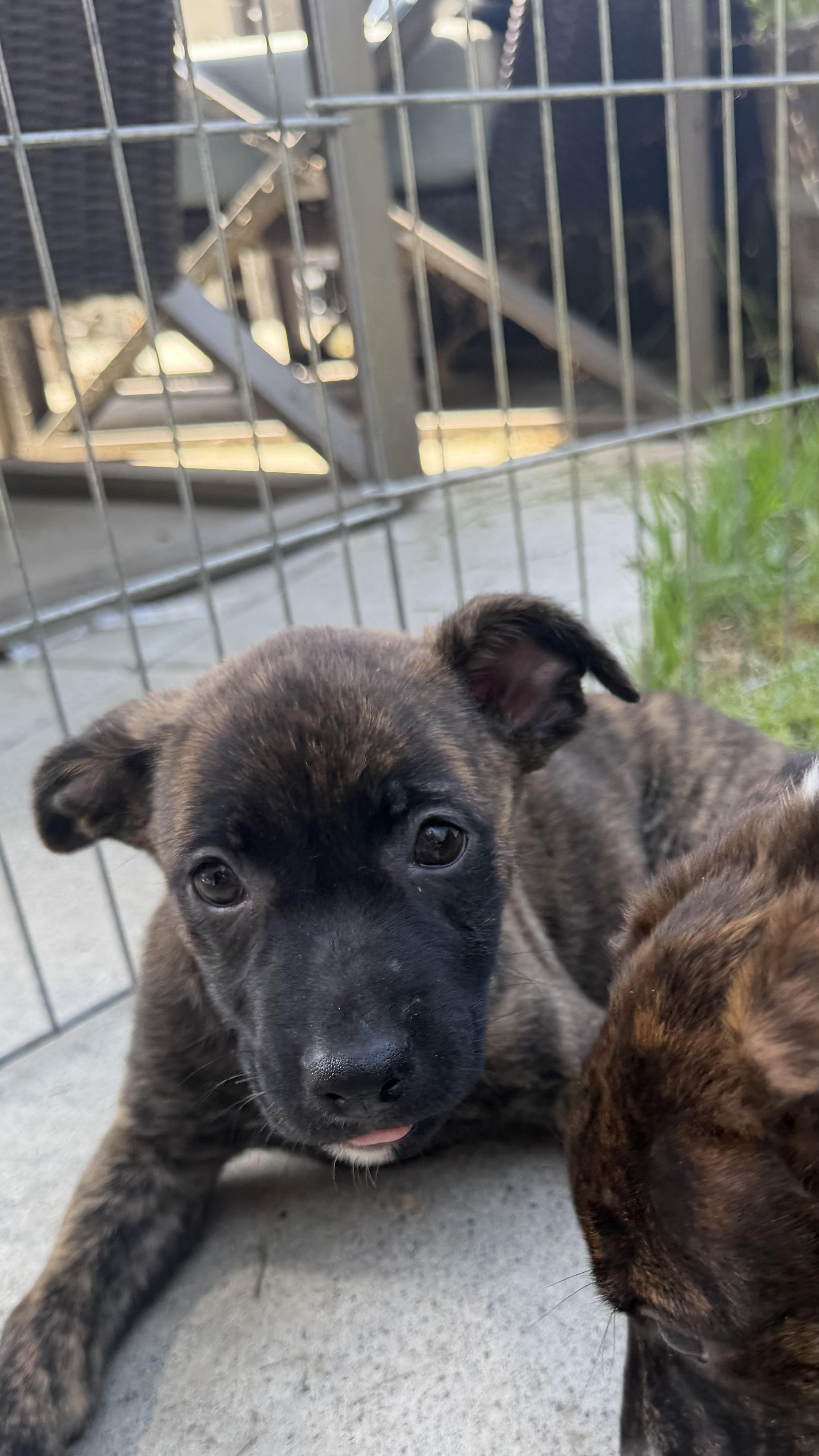 Enlarge Penelope, a ADOPTABLE mixed breed in San Diego, CA image 6/6