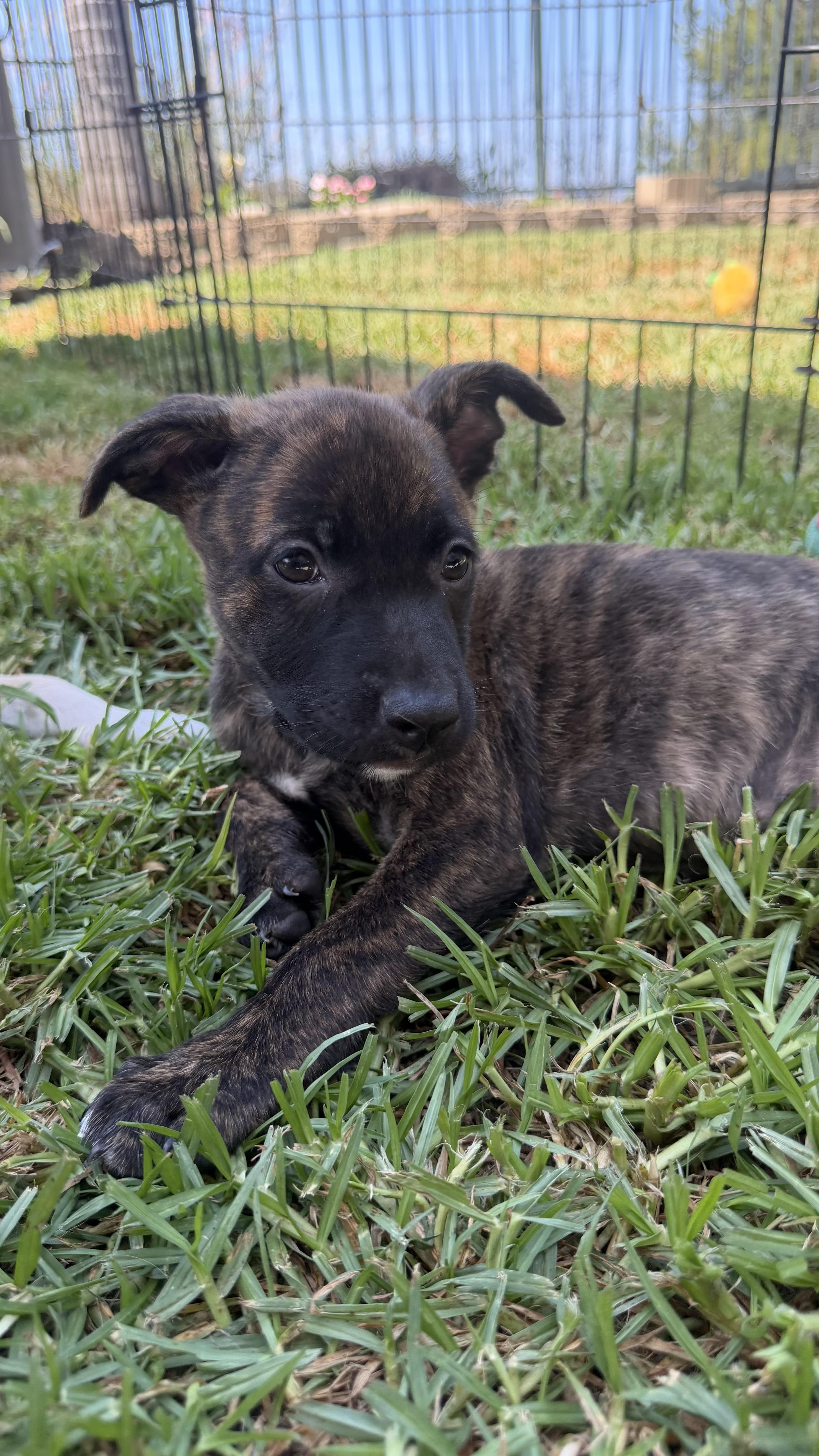 Enlarge Penelope, a ADOPTABLE mixed breed in San Diego, CA image 3/6