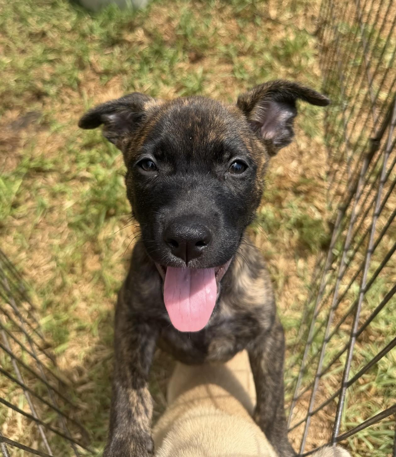Enlarge Penelope, a ADOPTABLE mixed breed in San Diego, CA image 5/6