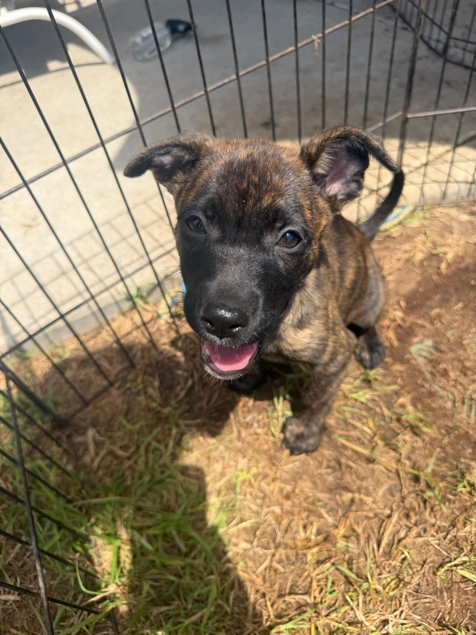 Penelope, ADOPTABLE, Puppy Female Labrador Retriever.