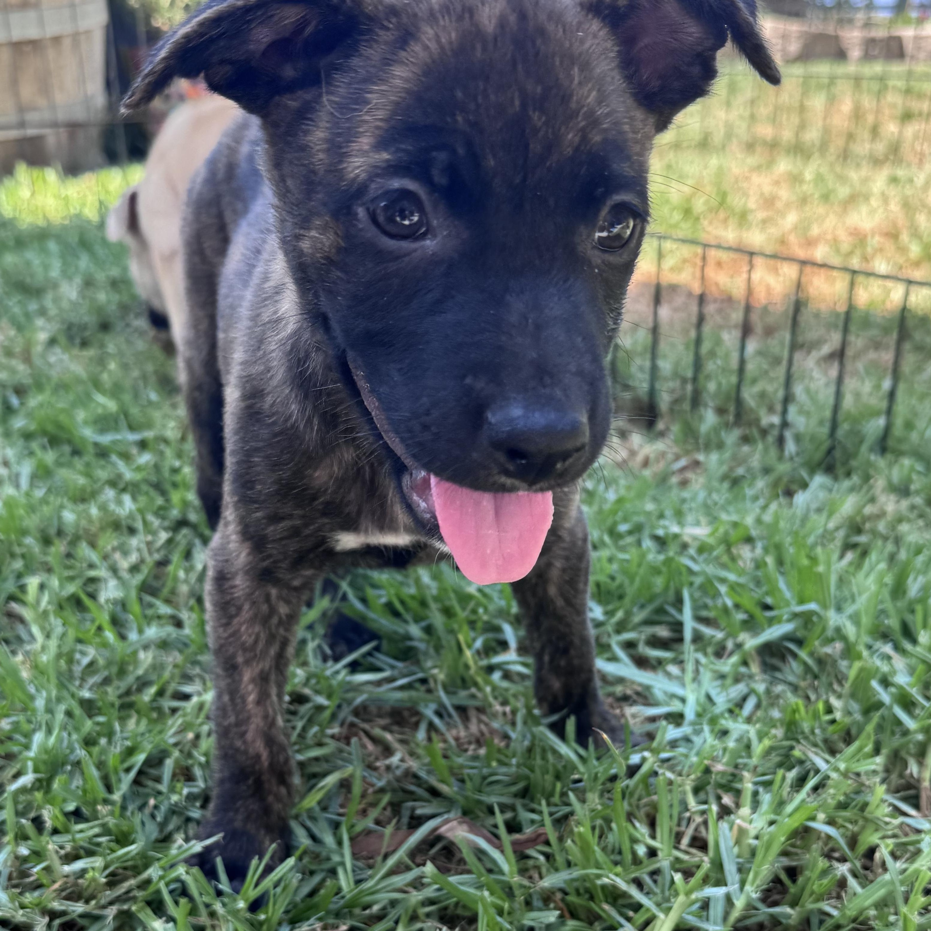 Enlarge Penelope, a ADOPTABLE mixed breed in San Diego, CA image 4/6