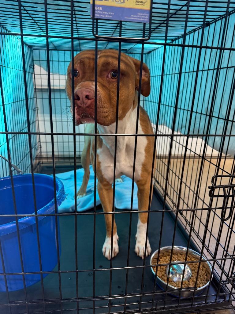 Enlarge Jack (O Lantern) 26-24965, a Adopted Mixed Breed in Minot, ND image 4/5