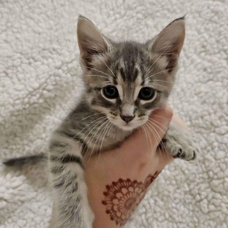 Tuesday, adopted, Kitten Female Domestic Short Hair.