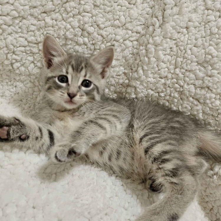 Tuesday, an adopted Domestic Short Hair in Lemont, IL image 2/4