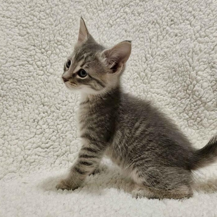 Tuesday, an adopted Domestic Short Hair in Lemont, IL image 3/4