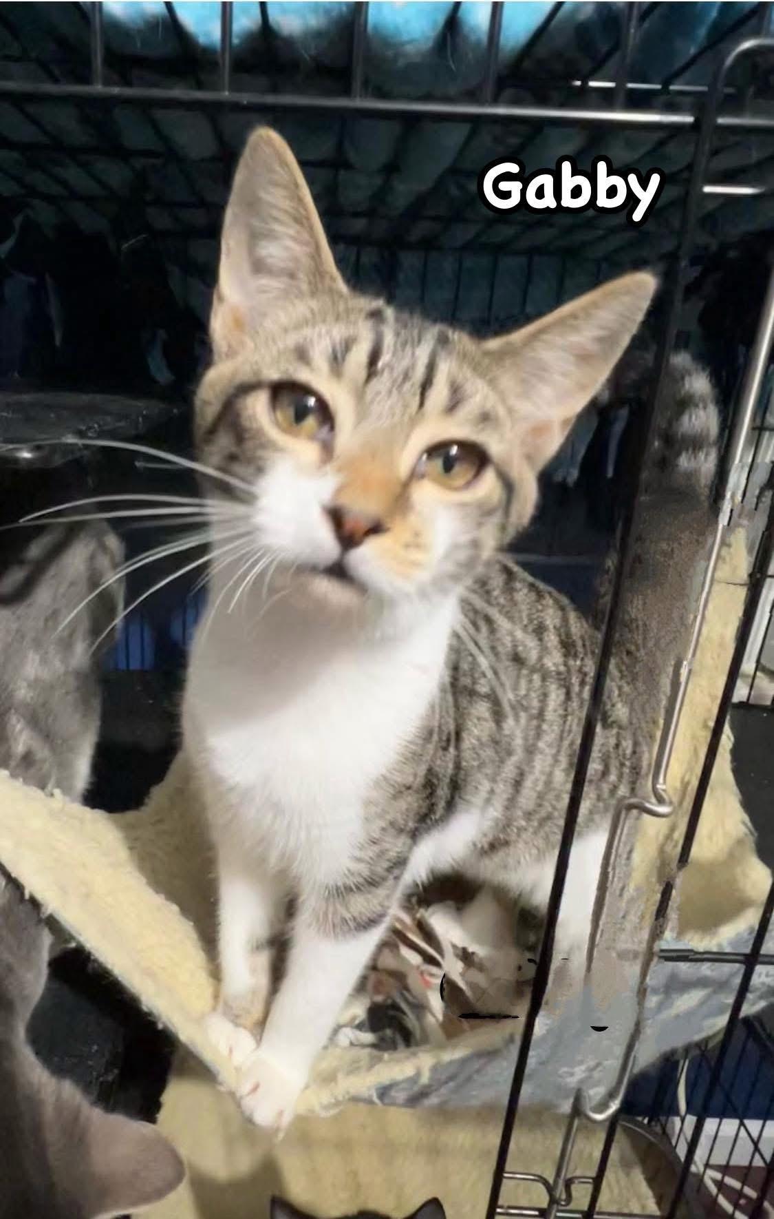 Enlarge Gabby, a Adoptable Domestic Medium Hair image 3/4