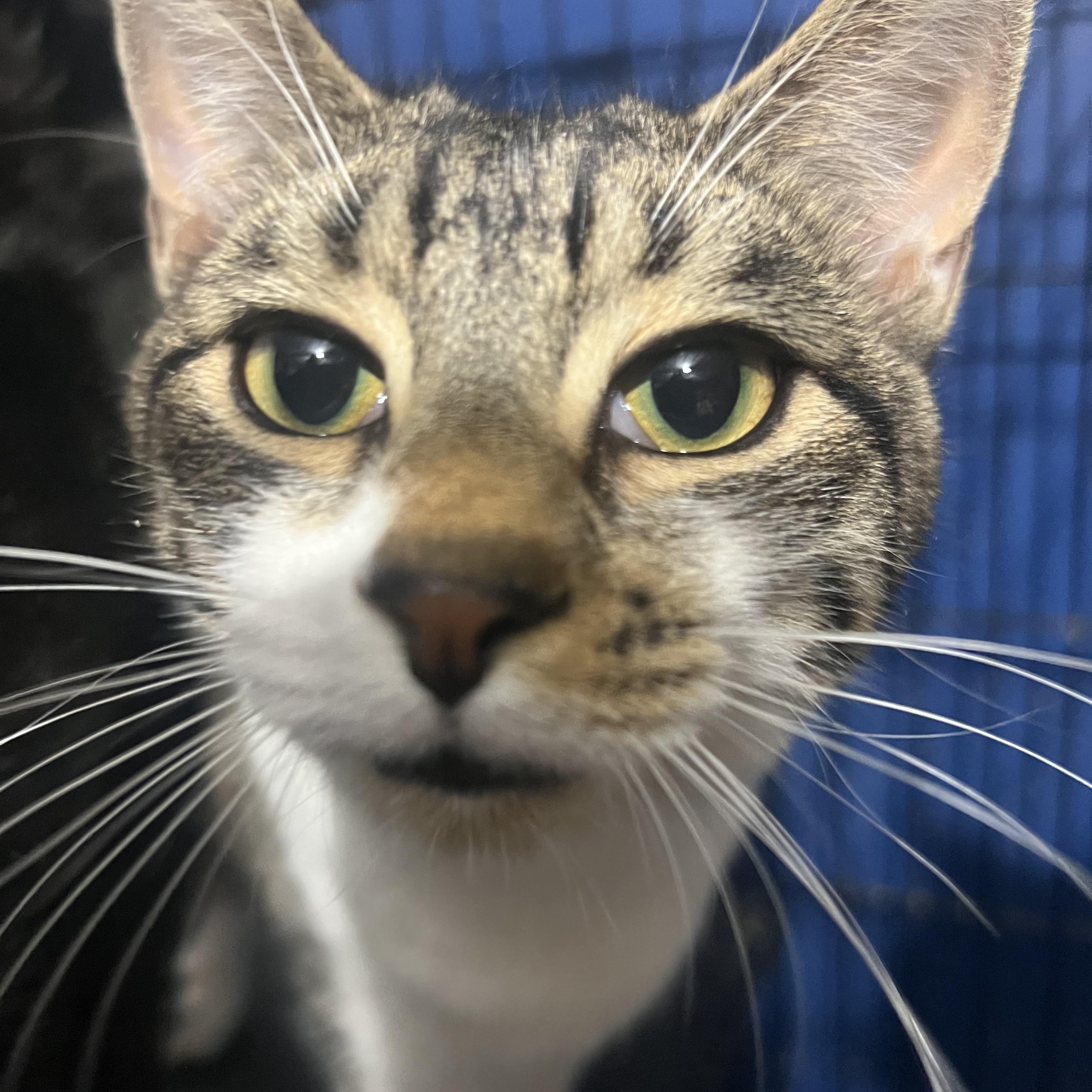 Enlarge Gabby, a Adoptable Domestic Medium Hair image 2/4