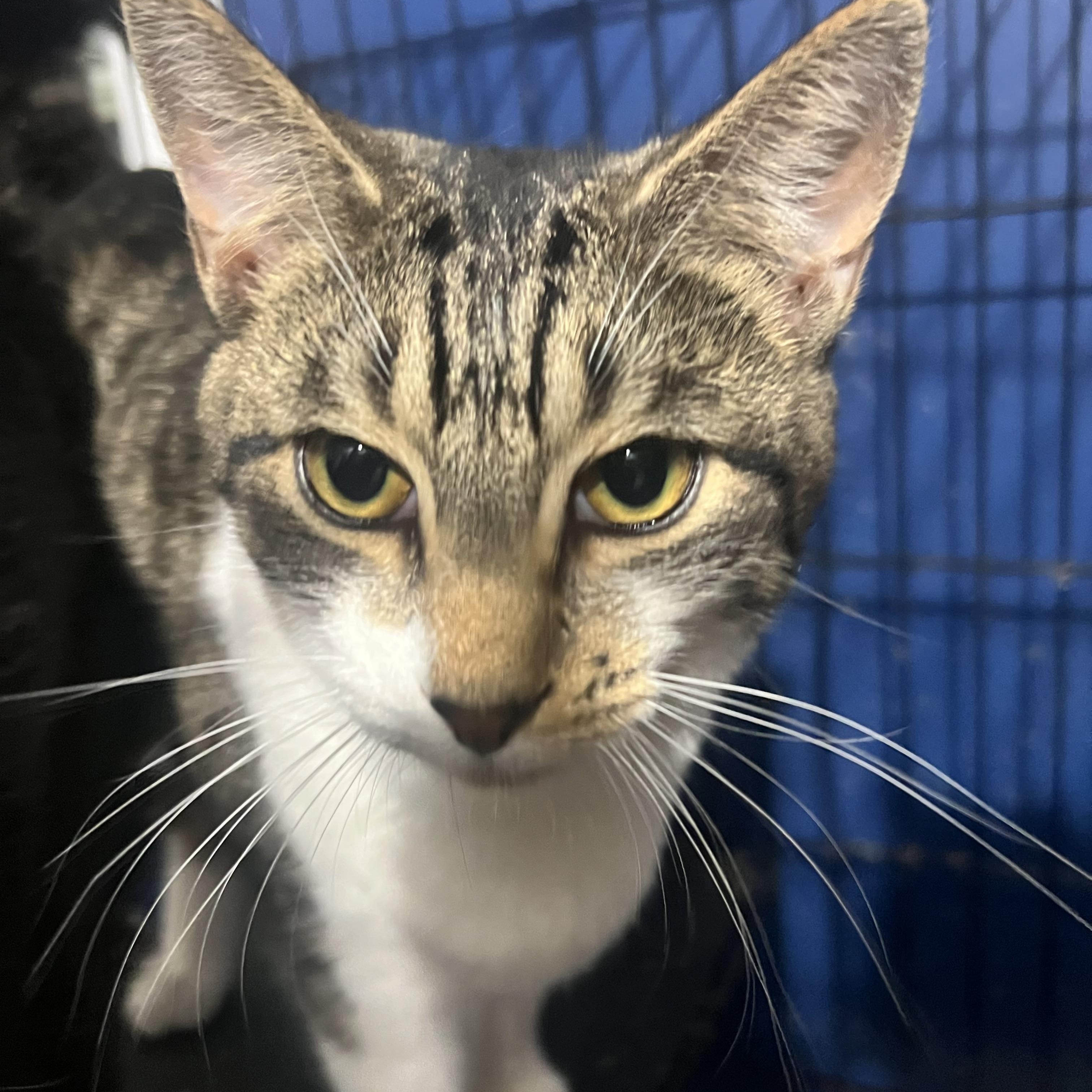 Enlarge Gabby, a Adoptable Domestic Medium Hair image 1/4