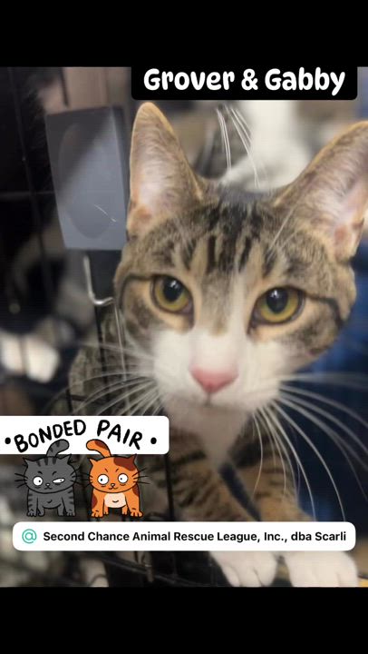 Enlarge Gabby, a Adoptable Domestic Medium Hair video 4/4