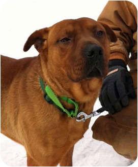 Norman, a Adopted mixed breed in Powell, OH image 1/3