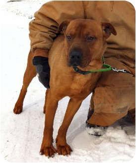 Norman, a Adopted mixed breed in Powell, OH image 2/3