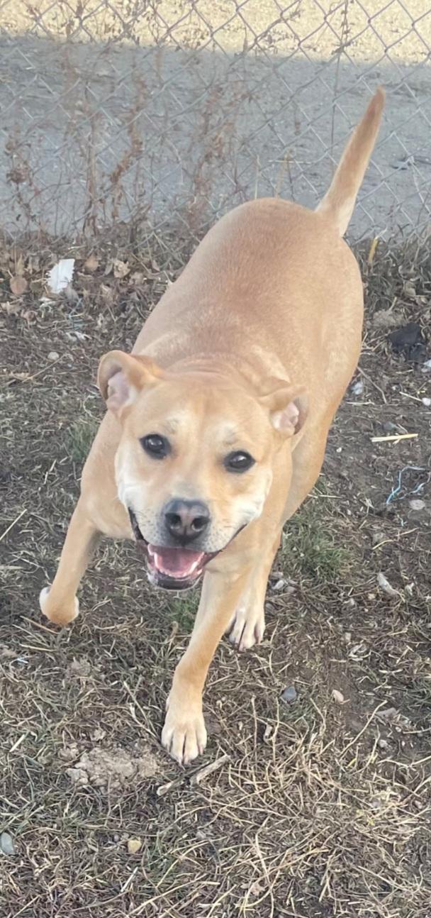 Enlarge F-Nala, an adoptable mixed breed in Billings, MT image 1/6