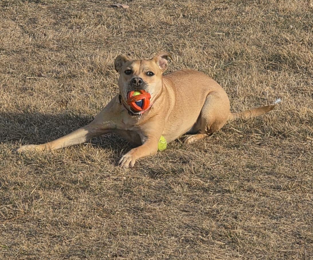 Enlarge F-Nala, an adoptable mixed breed in Billings, MT image 2/6