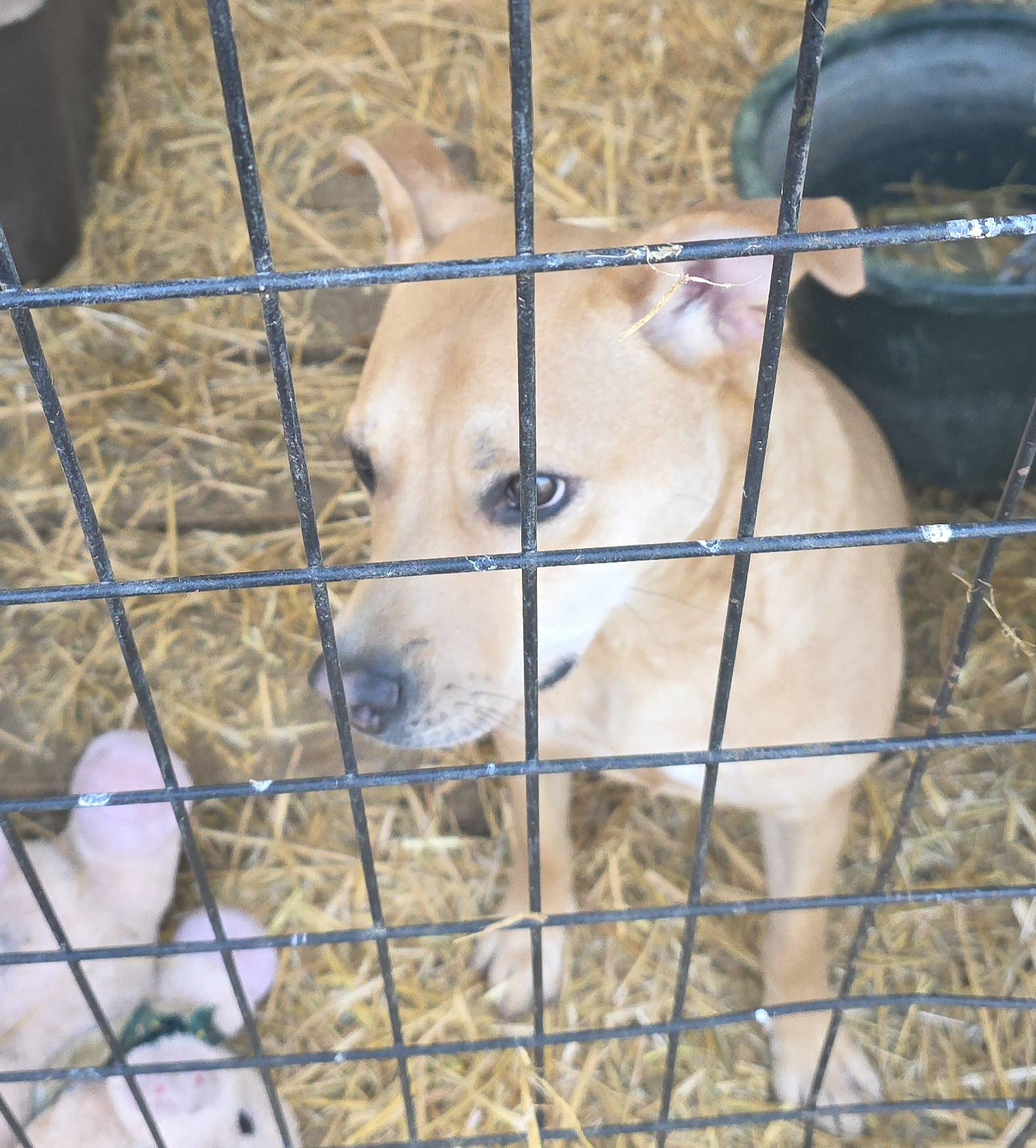 Enlarge F-Nala, an adoptable mixed breed in Billings, MT image 5/6