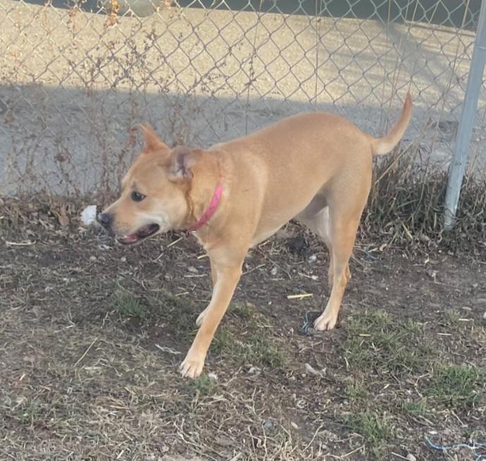 Enlarge F-Nala, an adoptable mixed breed in Billings, MT image 4/6