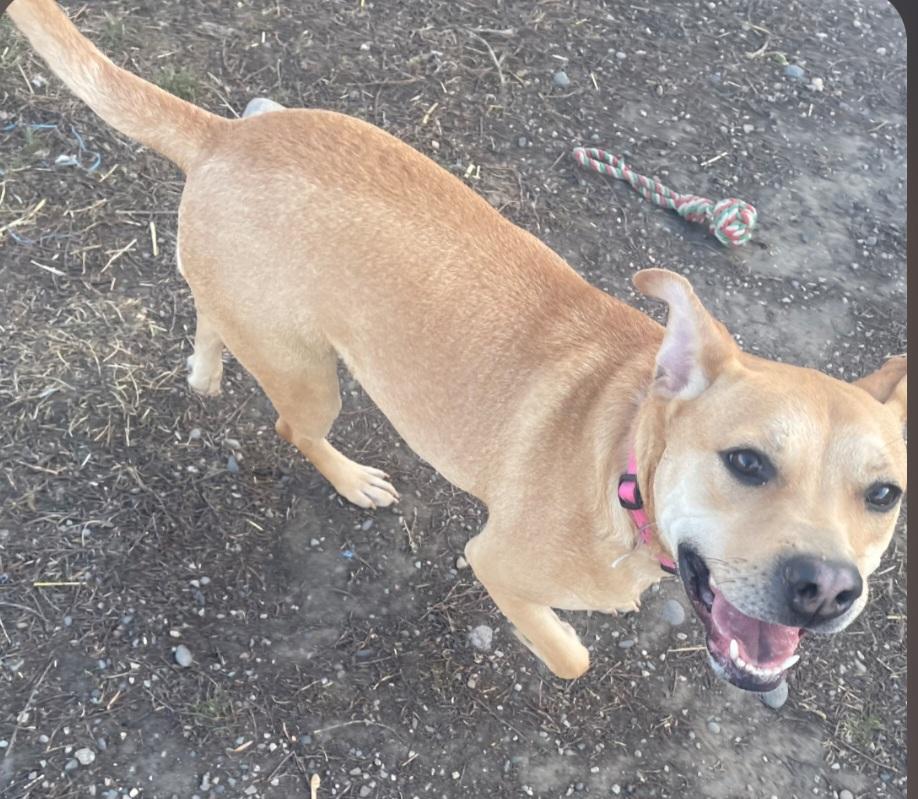 Enlarge F-Nala, an adoptable mixed breed in Billings, MT image 3/6