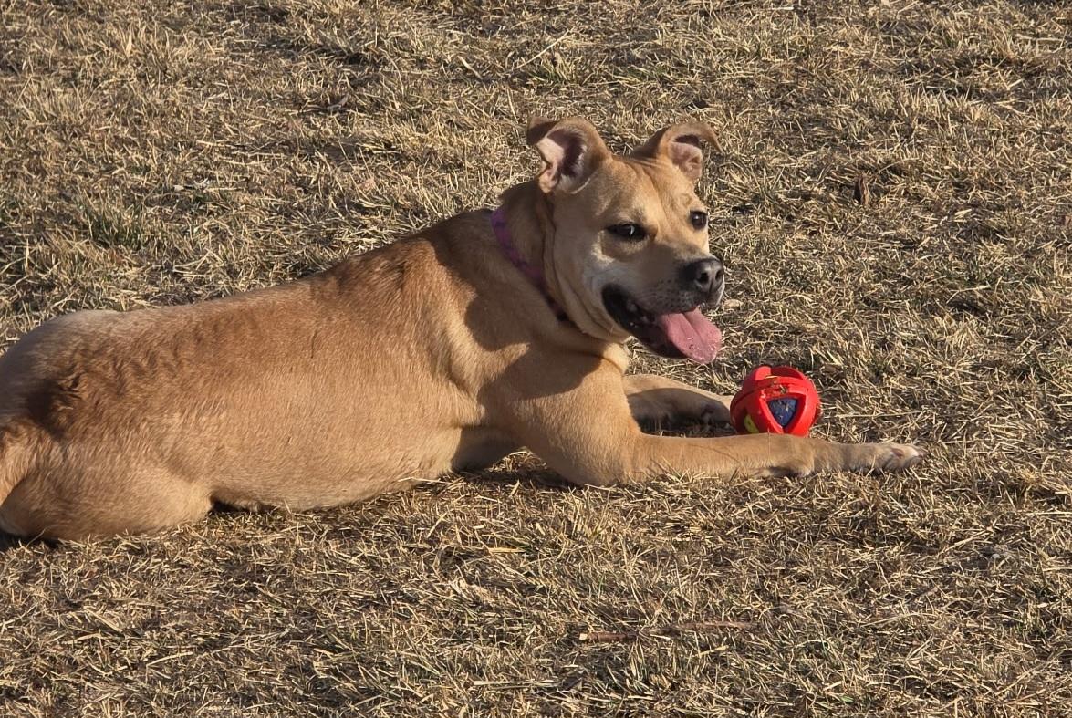 Enlarge F-Nala, an adoptable mixed breed in Billings, MT image 6/6