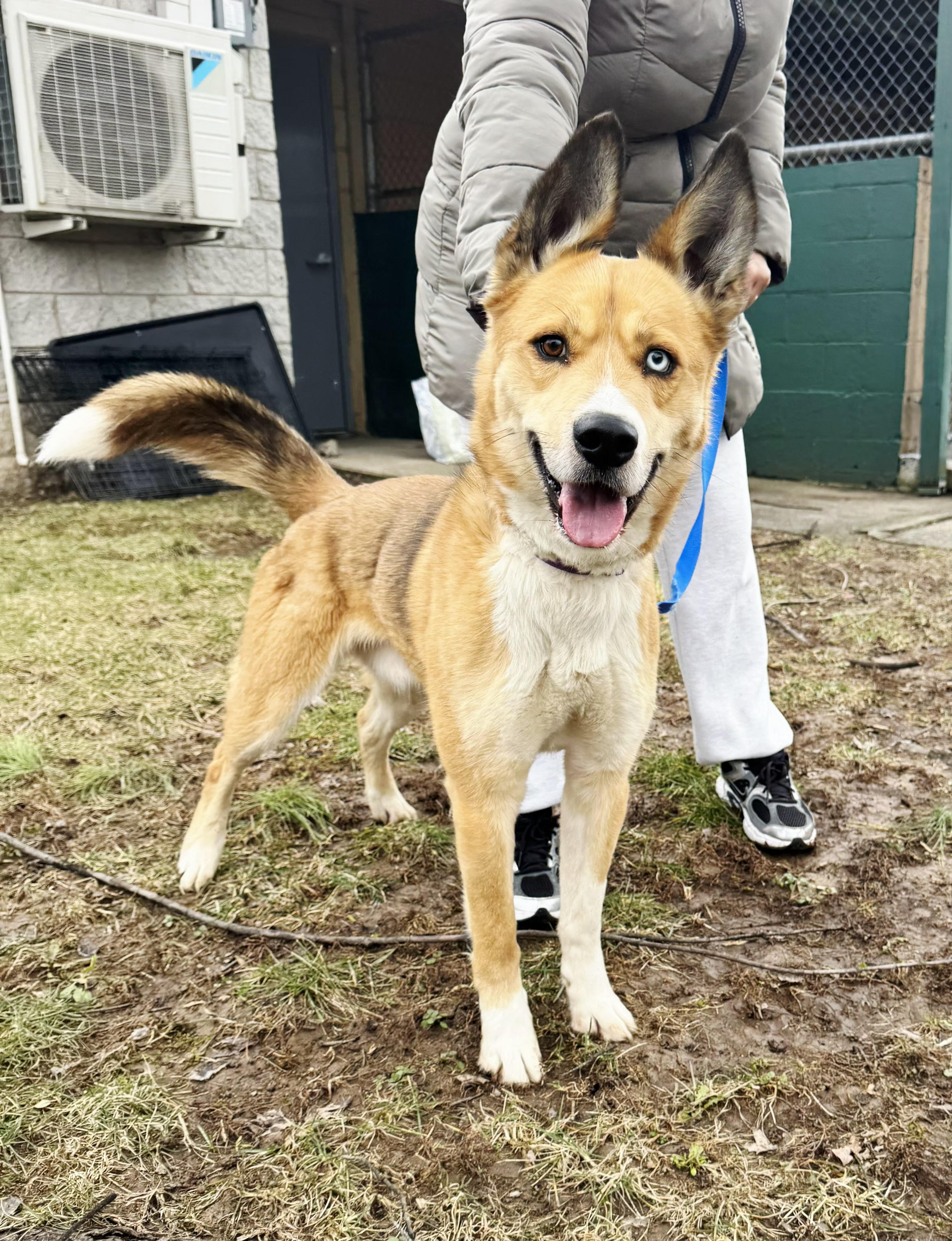 Enlarge Swiper, an adopted mixed breed in Perth Amboy, NJ image 1/1