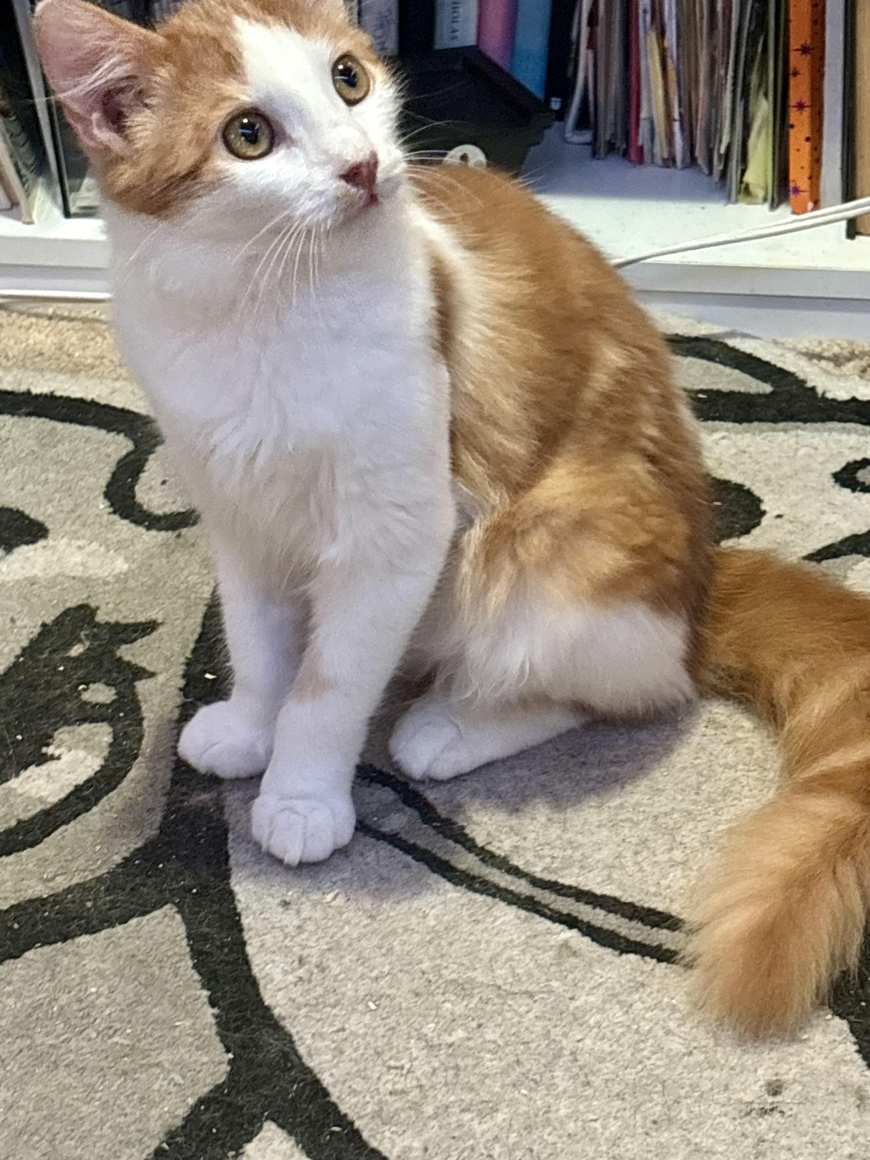 Enlarge Nugget, an adopted mixed breed in Mission Viejo, CA image 2/5