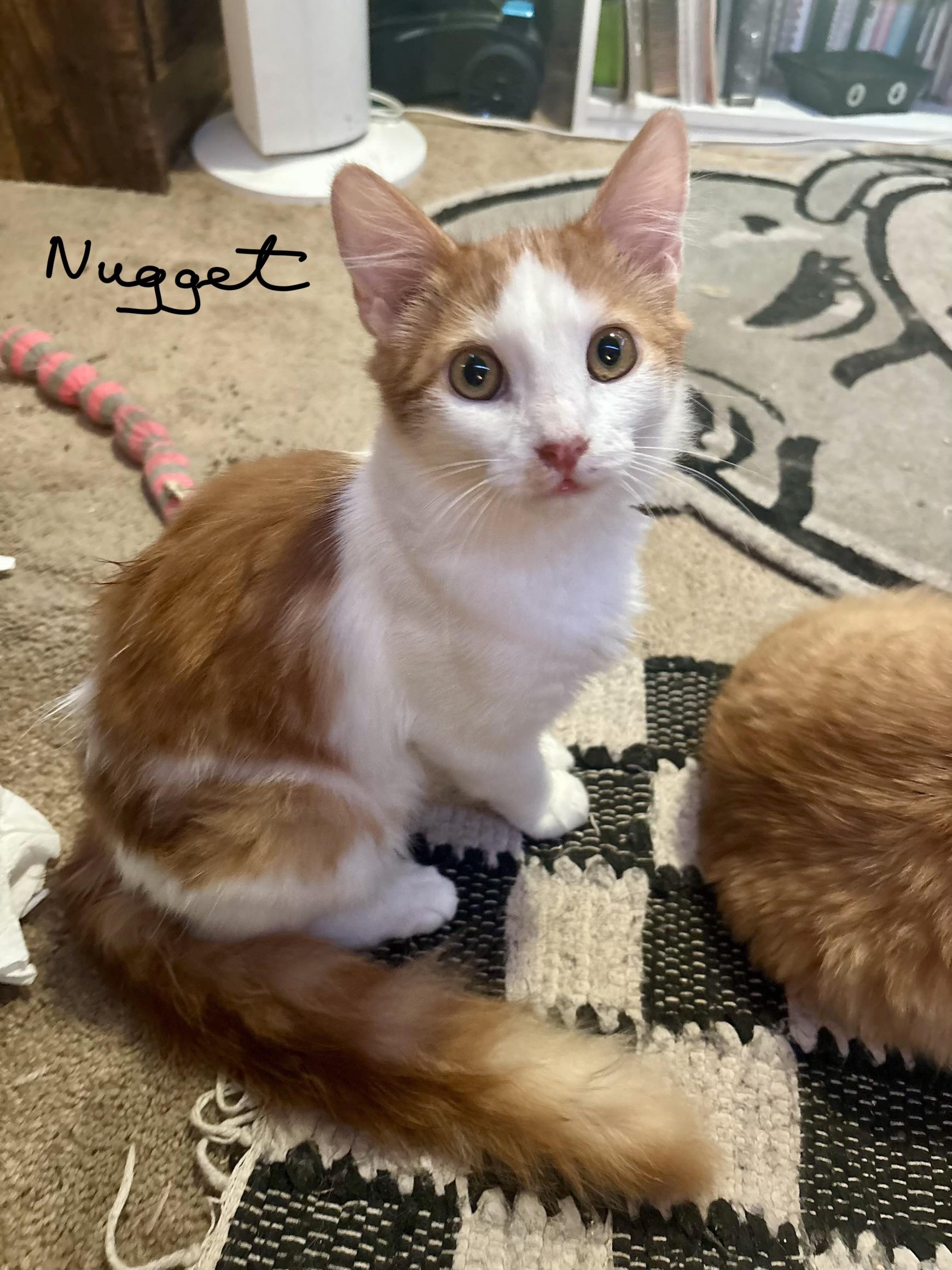 Nugget, adopted, Kitten Male Turkish Van.