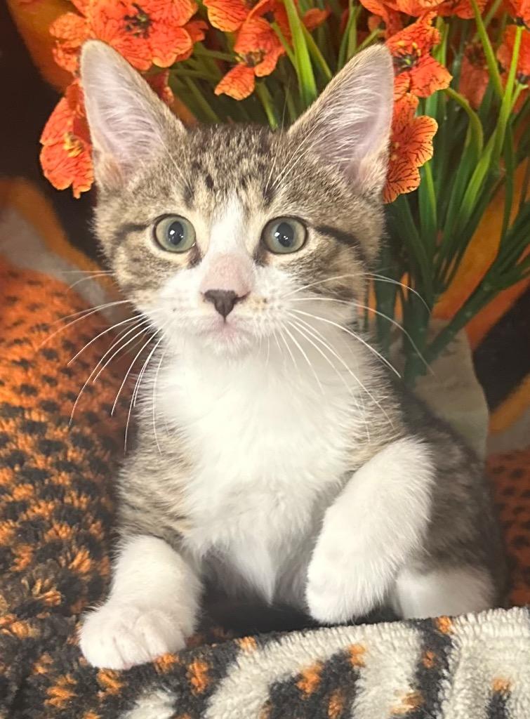 Enlarge 3/1/26 Livo, a Adoptable mixed breed in Stillwater, OK image 1/1