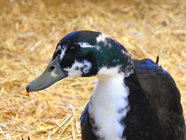 Enlarge MARLEY, a Adoptable Duck in Loveland, CO image 1/1