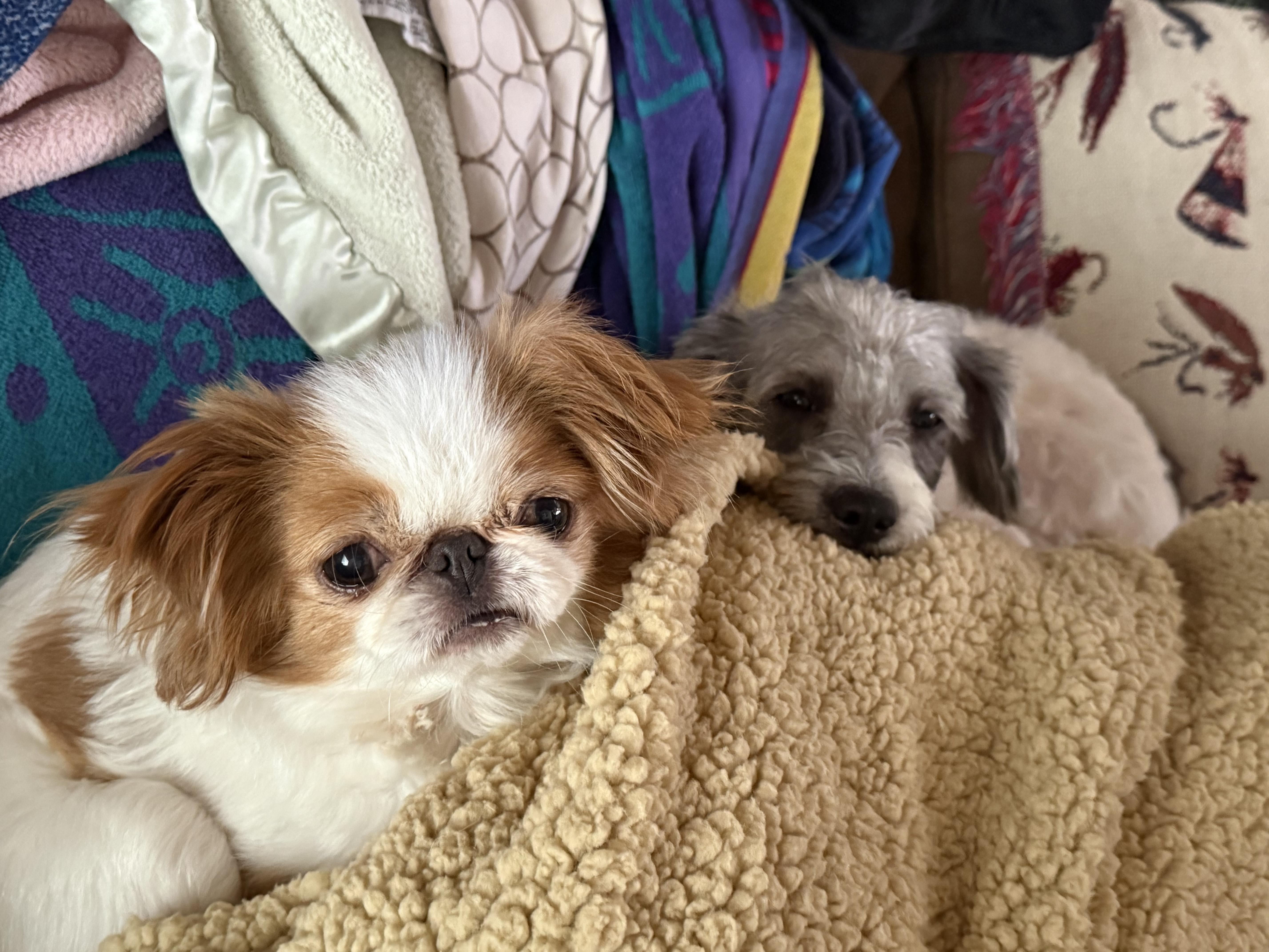 Enlarge Bunny, an adopted mixed breed in San Diego, CA image 3/6