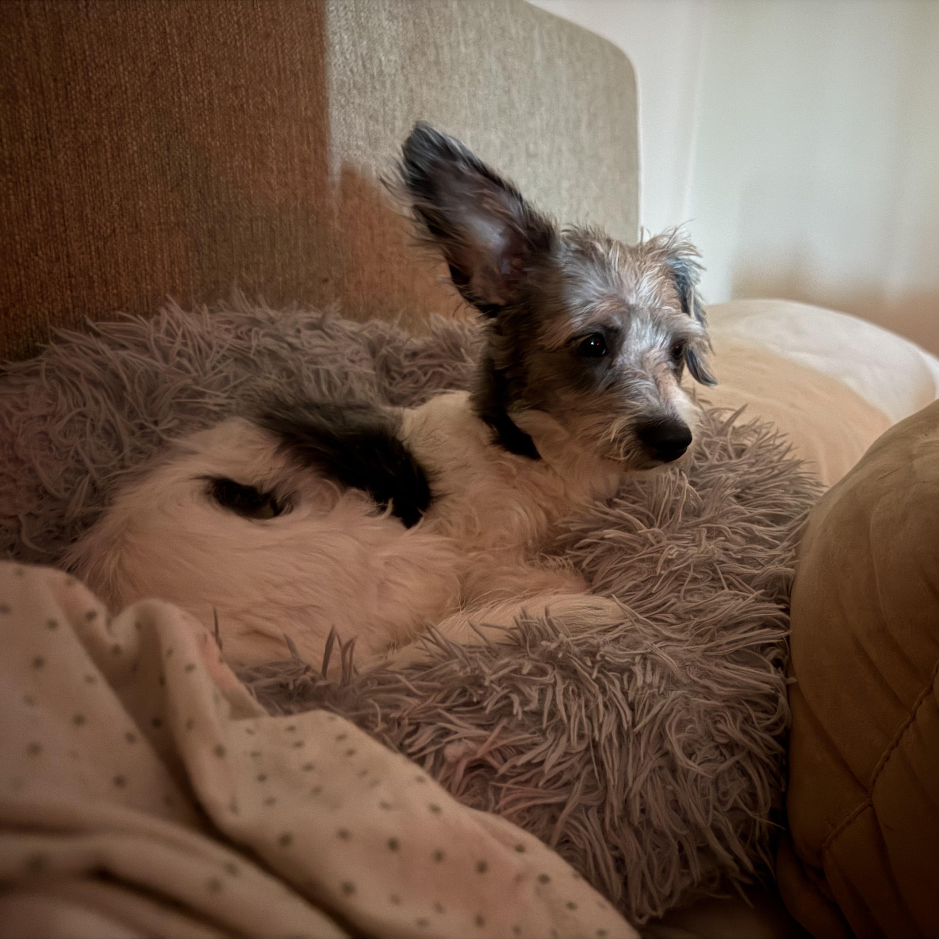 Enlarge Bunny, an adopted mixed breed in San Diego, CA image 4/6