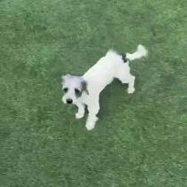 Enlarge Bunny, an adopted mixed breed in San Diego, CA image 5/6