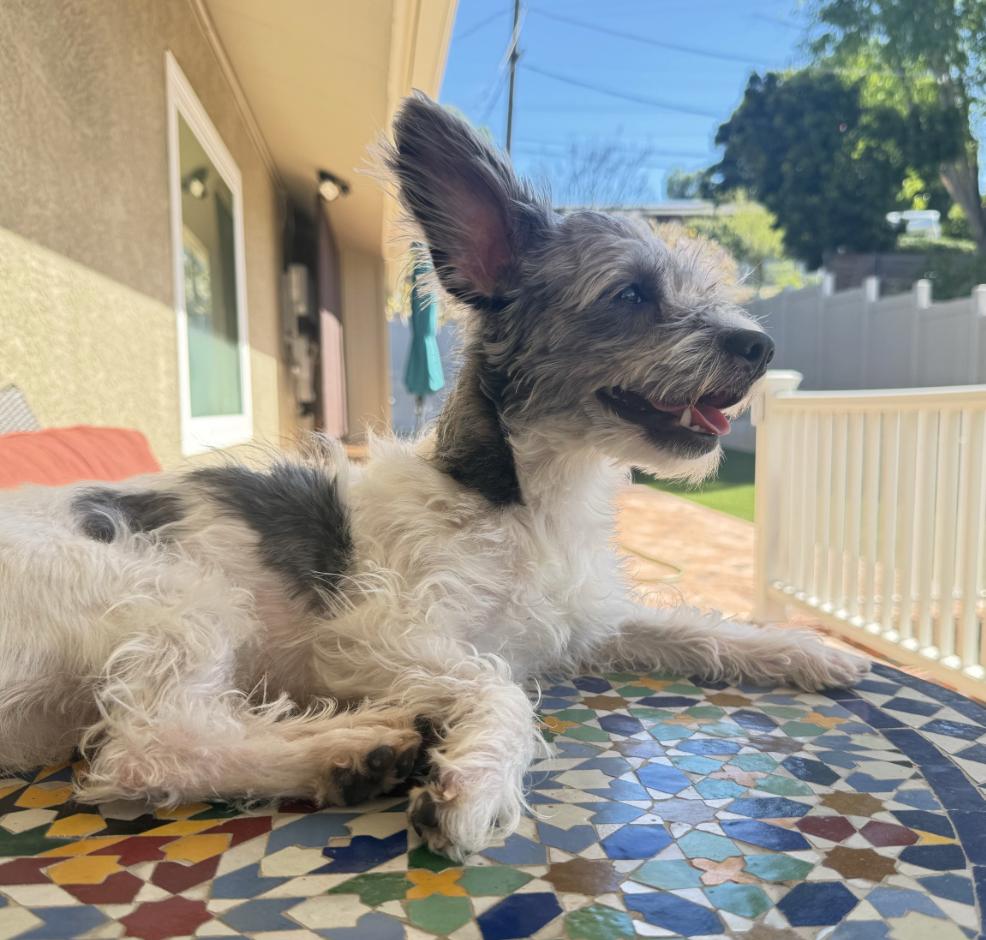 Enlarge Bunny, an adopted mixed breed in San Diego, CA image 6/6