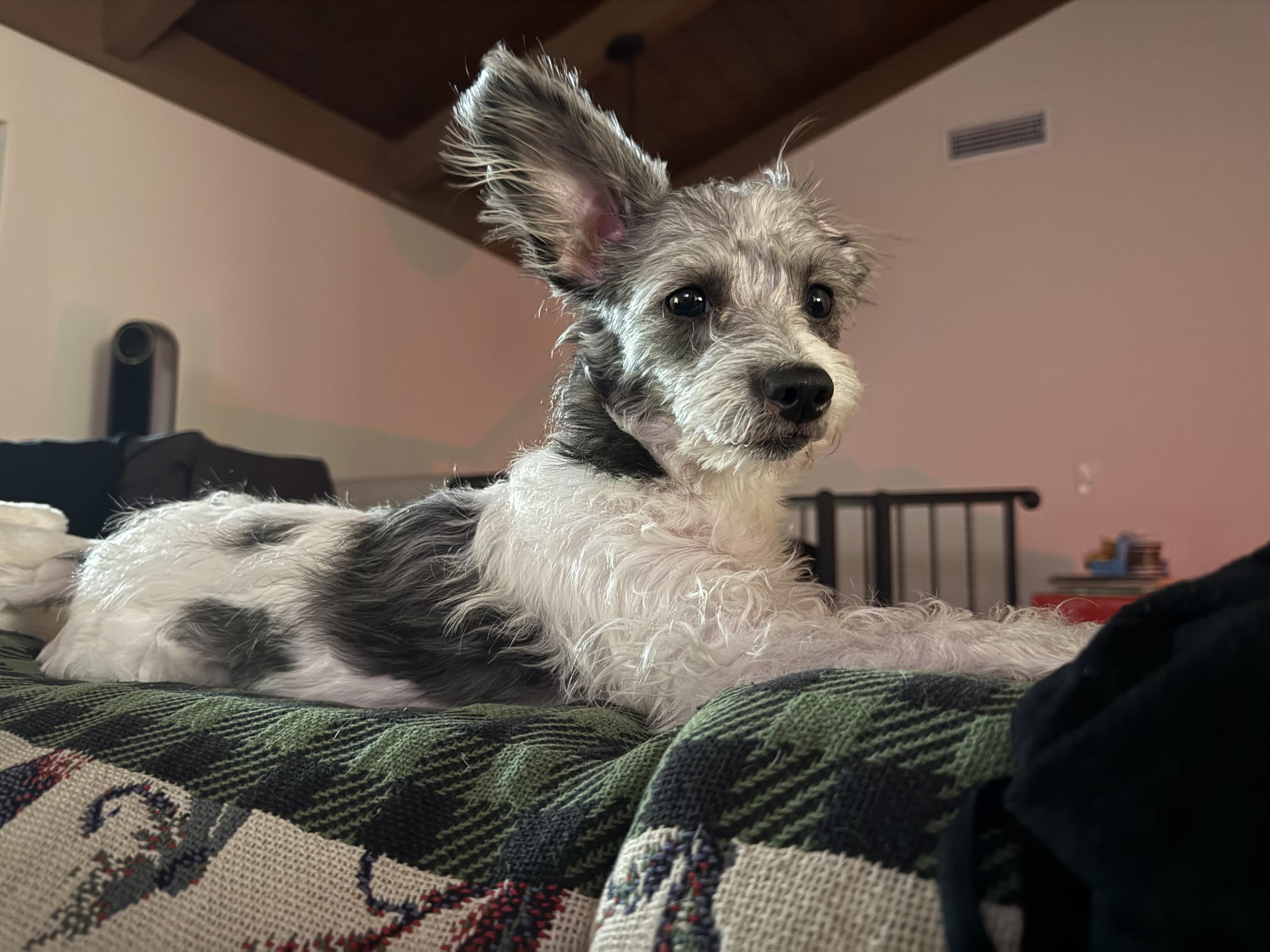 Enlarge Bunny, an adopted mixed breed in San Diego, CA image 2/6