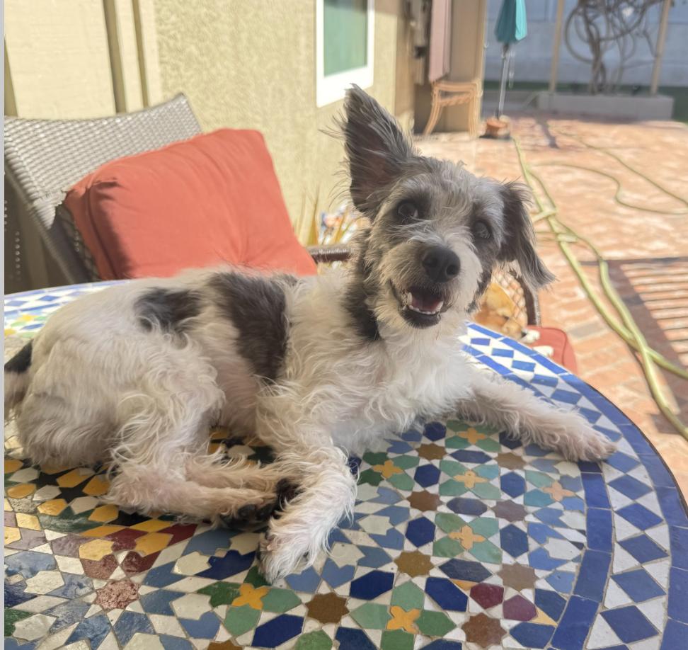 Enlarge Bunny, an adopted mixed breed in San Diego, CA image 1/6