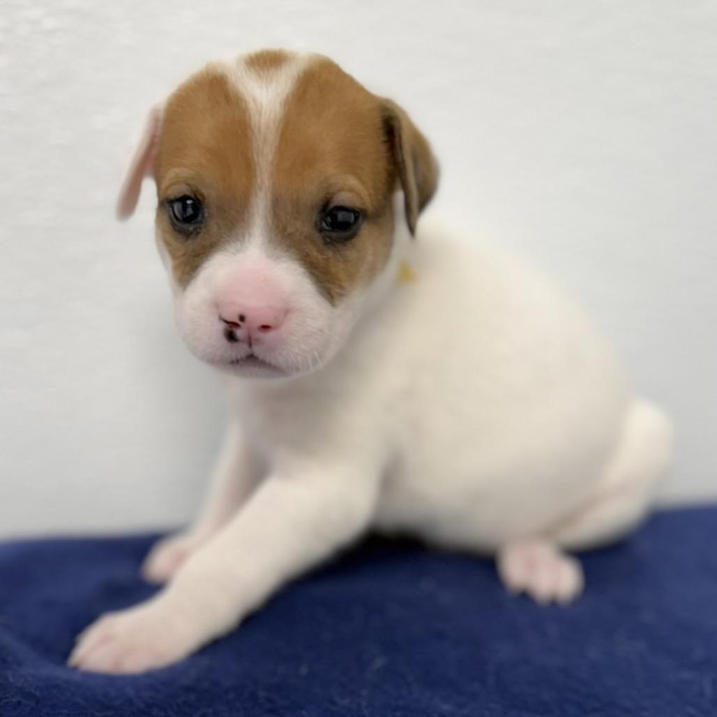 Enlarge Fearless, a Adoptable mixed breed in St. Peters, MO image 2/4