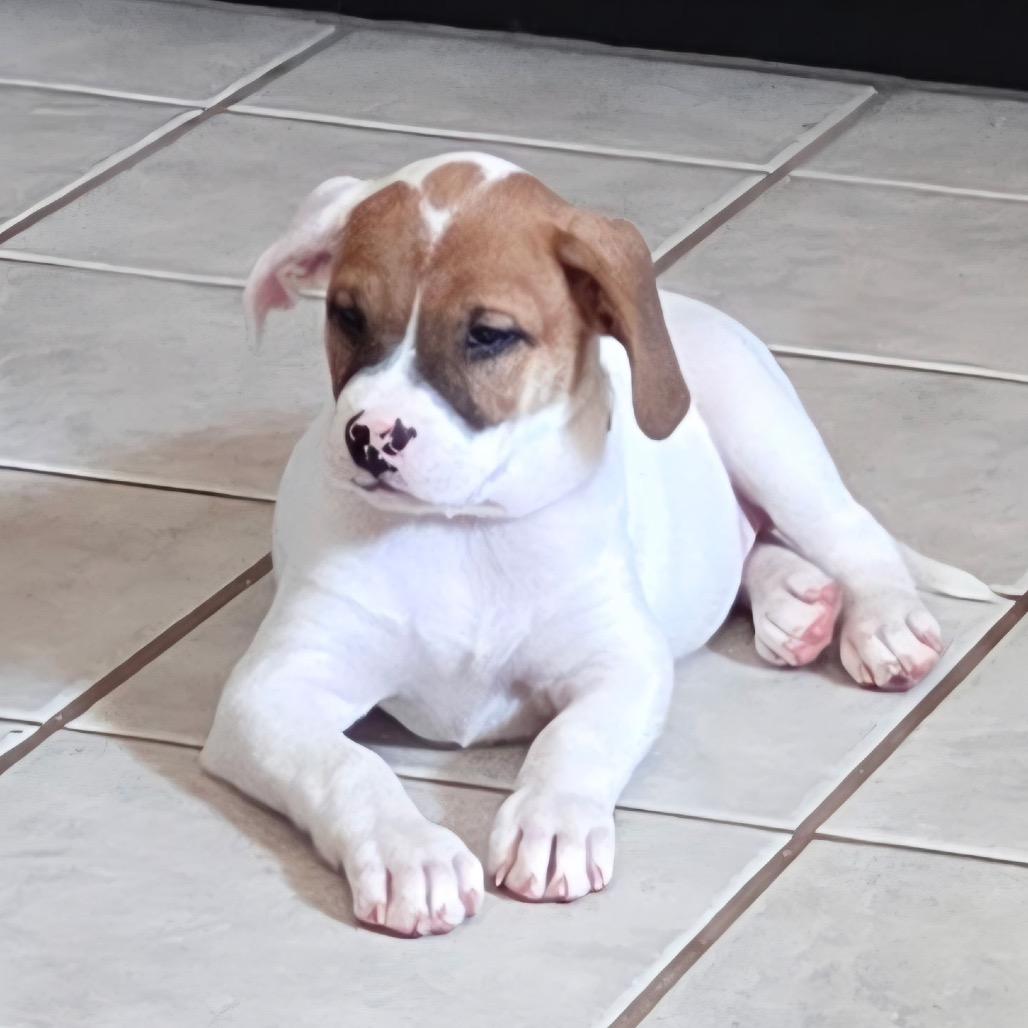 Enlarge Fearless, a Adoptable mixed breed in St. Peters, MO image 4/4