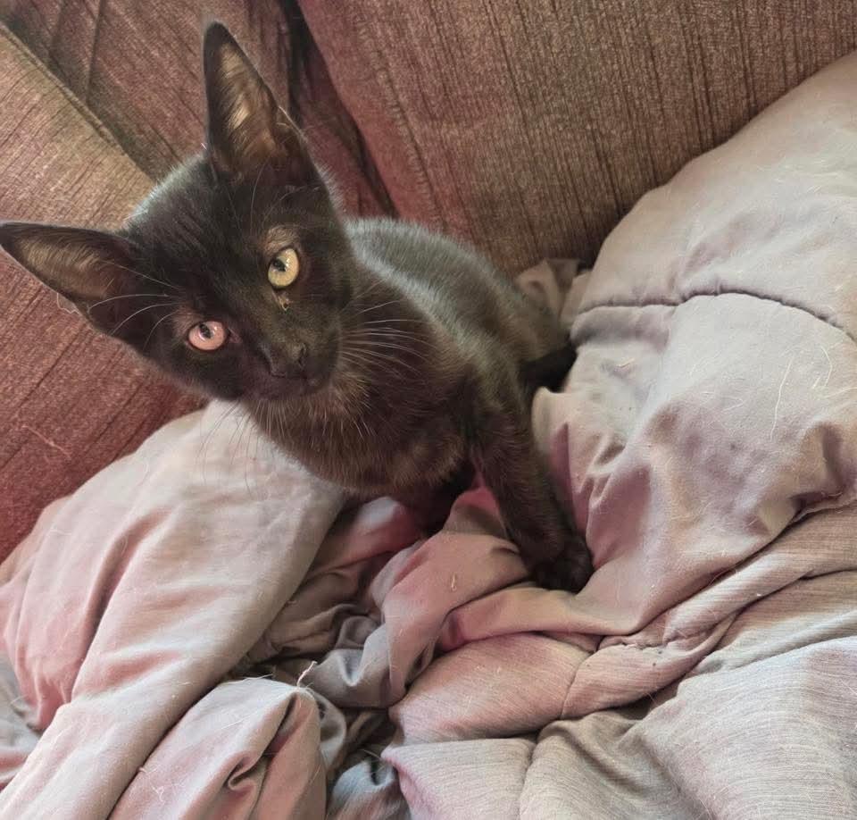Pablo , adopted, Kitten Male Domestic Short Hair.