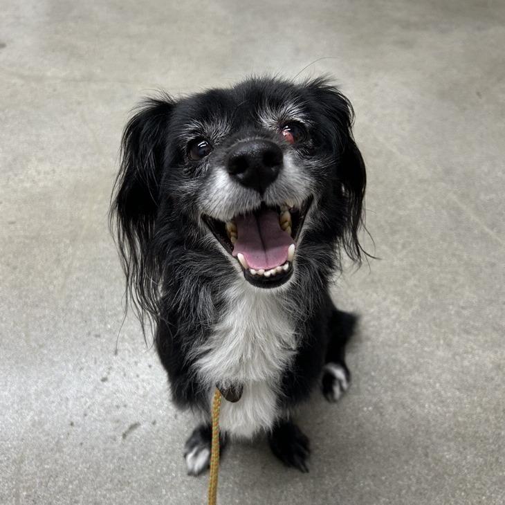 Enlarge Kaiser, a Adoptable mixed breed in Hawthorne, CA image 1/3