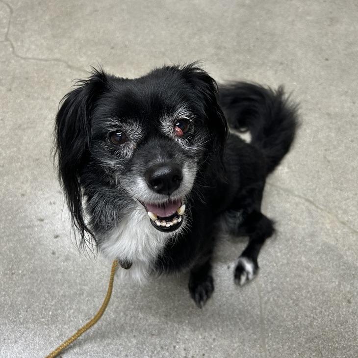 Enlarge Kaiser, a Adoptable mixed breed in Hawthorne, CA image 2/3