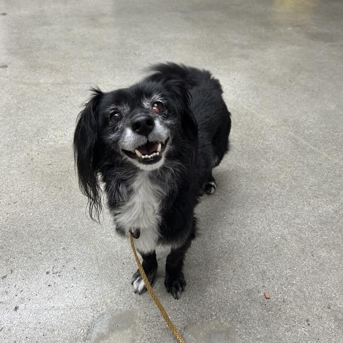 Enlarge Kaiser, a Adoptable mixed breed in Hawthorne, CA image 3/3