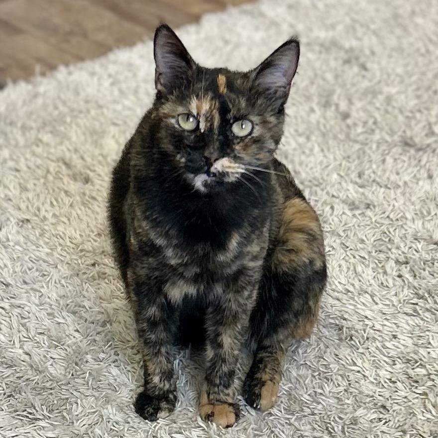 Pebbles, Adoptable, Adult Female Domestic Short Hair.