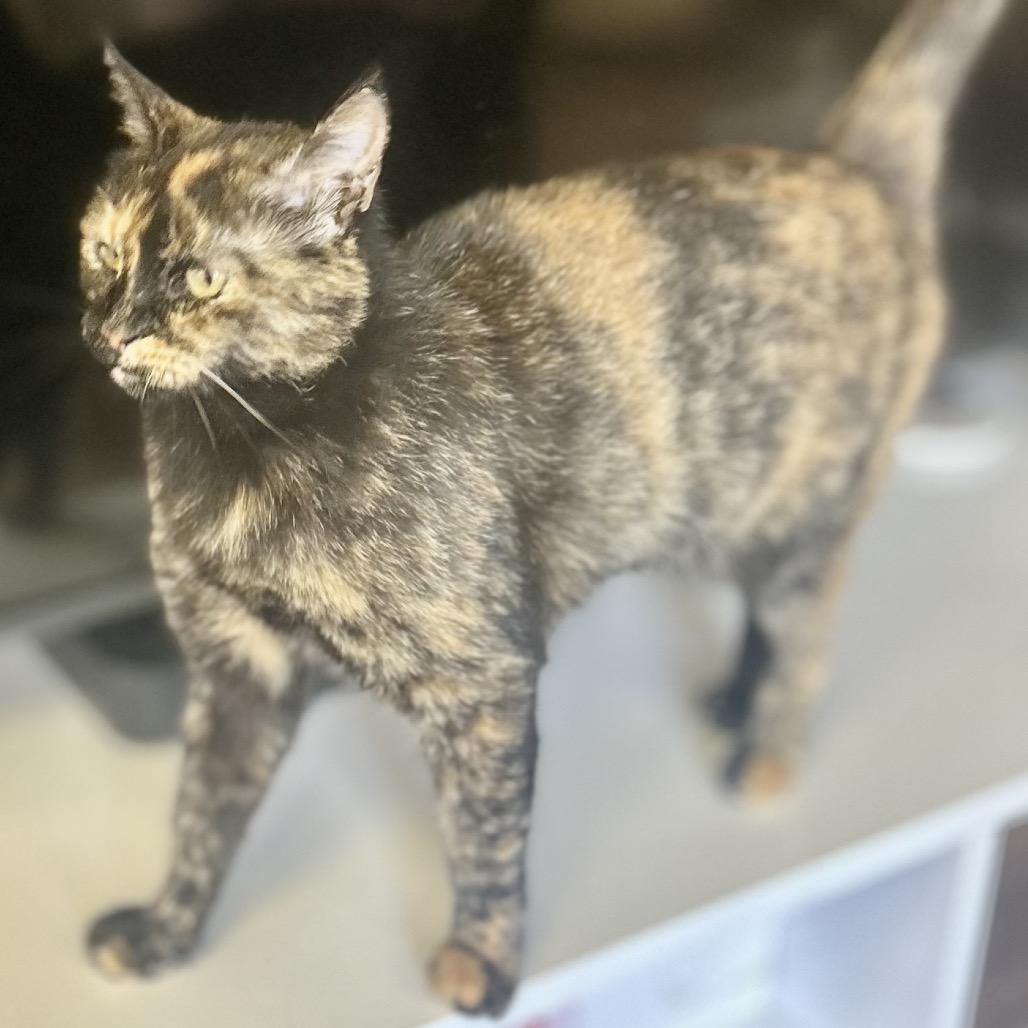 Enlarge Pebbles, a Adoptable Domestic Short Hair in Philadelphia, PA image 1/6