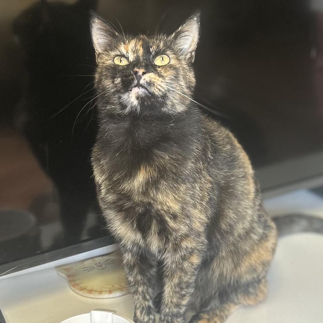 Enlarge Pebbles, a Adoptable Domestic Short Hair in Philadelphia, PA image 2/6