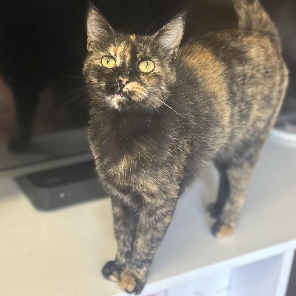 Enlarge Pebbles, a Adoptable Domestic Short Hair in Philadelphia, PA image 3/6