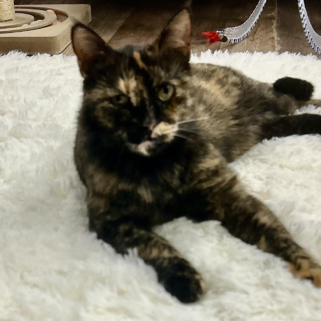 Enlarge Pebbles, a Adoptable Domestic Short Hair in Philadelphia, PA image 4/6